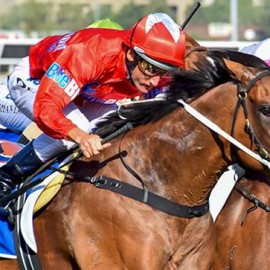 Adelaide on the Agenda For BlueBlood’s Mare