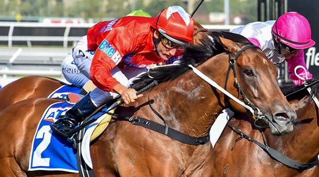 Adelaide on the Agenda For BlueBlood’s Mare