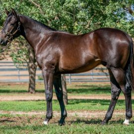 2020 CLASSIC PURCHASE # 1 – NO NAY NEVER X LYSISTRATA COLT
