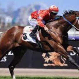 BLUEBLOOD HEADS TO FLEMINGTON AND ROSEHILL TODAY