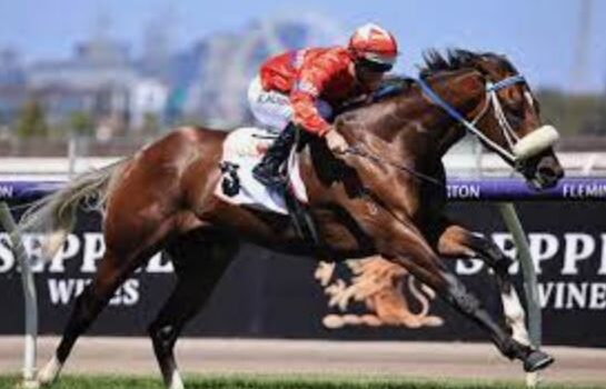 BLUEBLOOD HEADS TO FLEMINGTON AND ROSEHILL TODAY