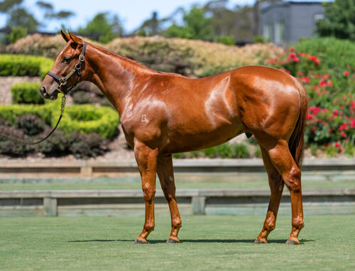 Capitalist-x-Kentucky-Diva-22-Colt-e1709799145444