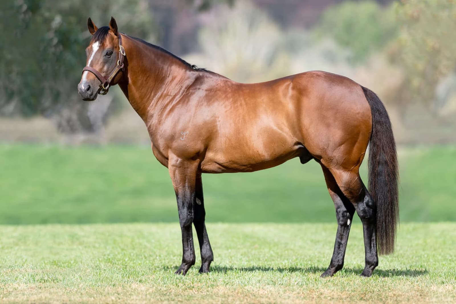 Snitzel Stallion