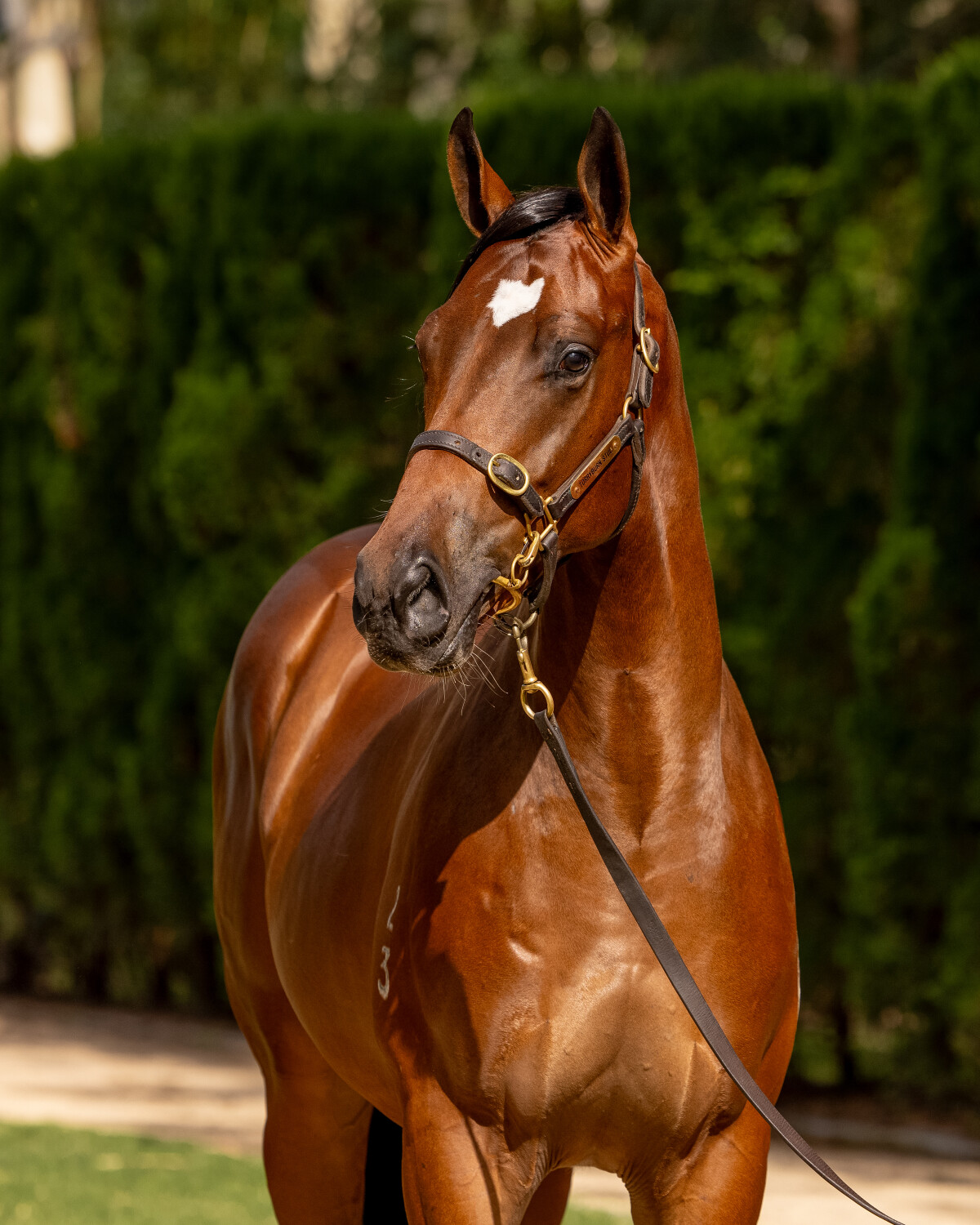 I Am Invincible x California Rogusta - HS