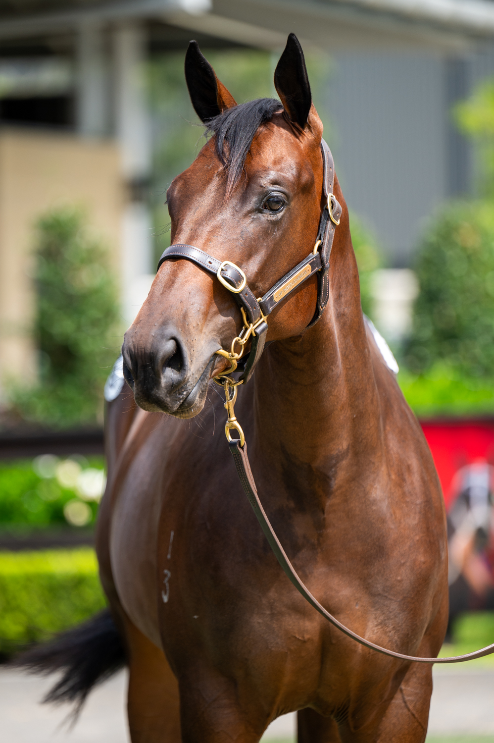 Lot 119-Pride of Dubai x Classic Gown-4302