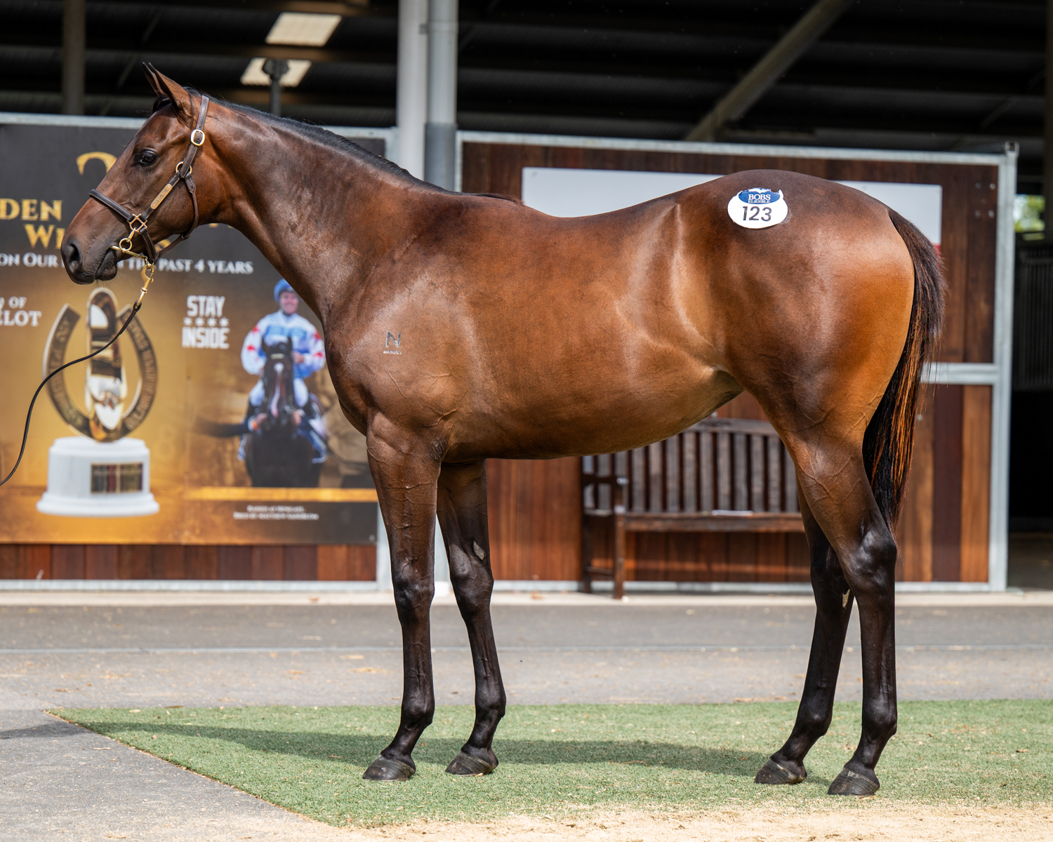 Lot 123-North Pacific x Combat Order-4404