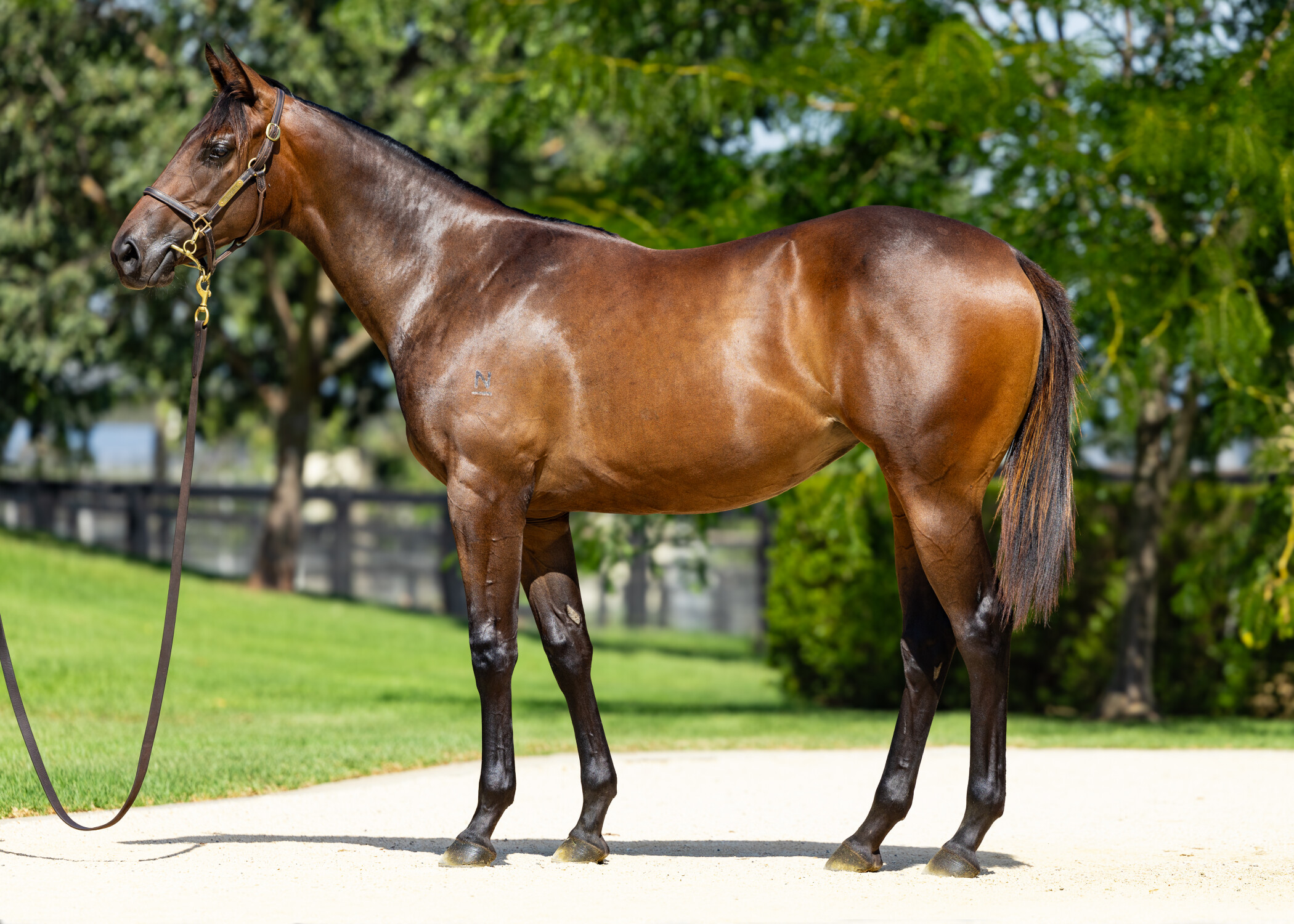 Lot 123-North Pacific x Combat Order Filly