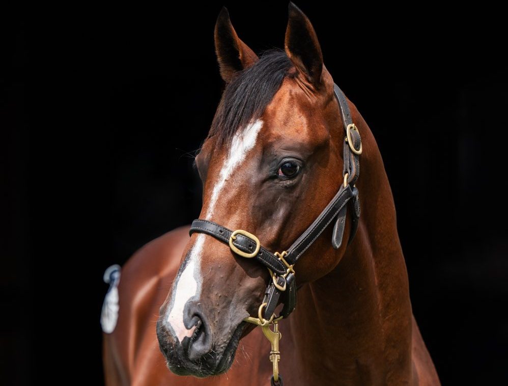 Lot 141-Admire Mars x Dargana-4545