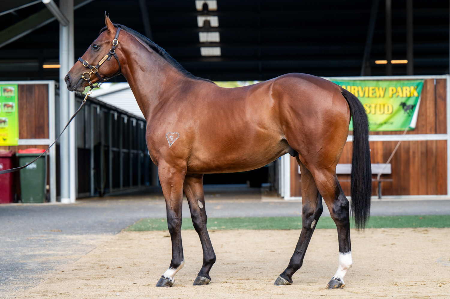 Lot 91-I Am Invincible x California Rogusta-4797