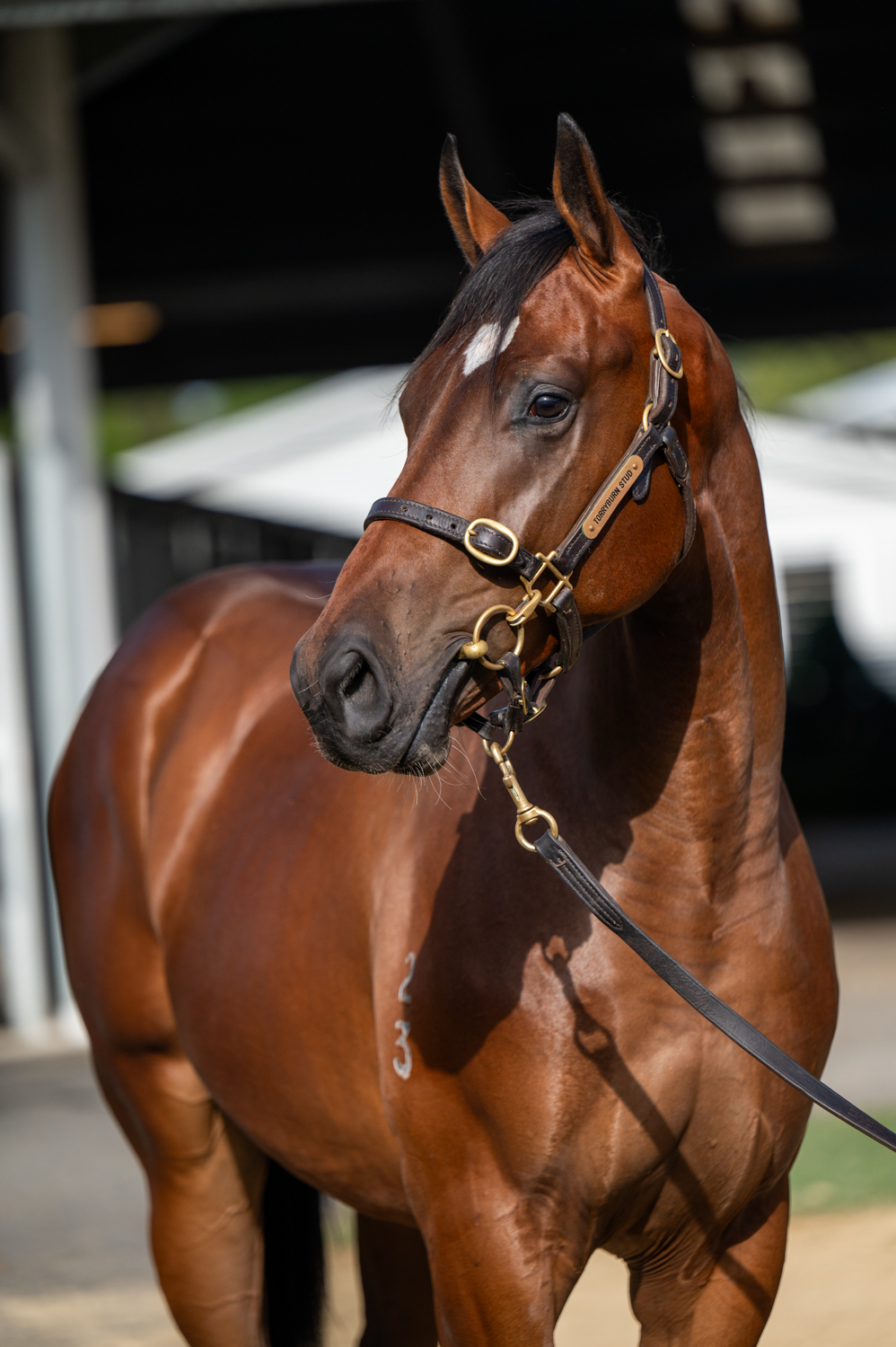 Lot 91-I Am Invincible x California Rogusta-4815