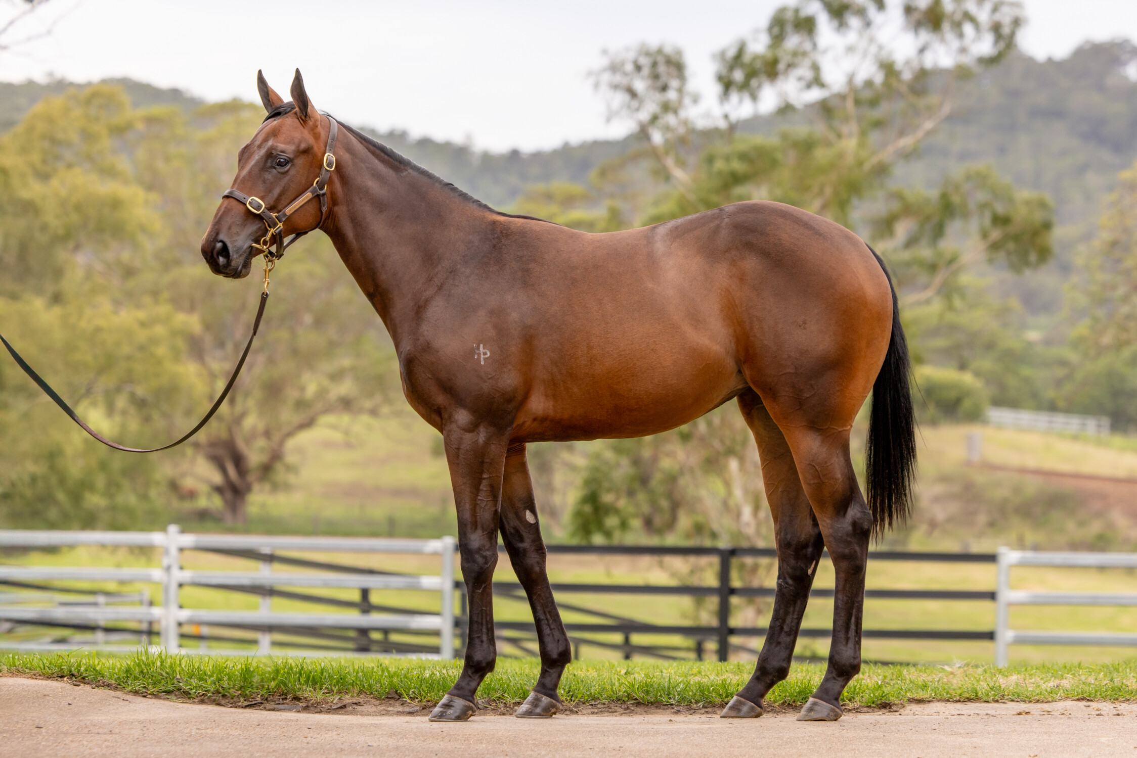 Pride Of Dubai x Classic Gown 23 Filly - BS