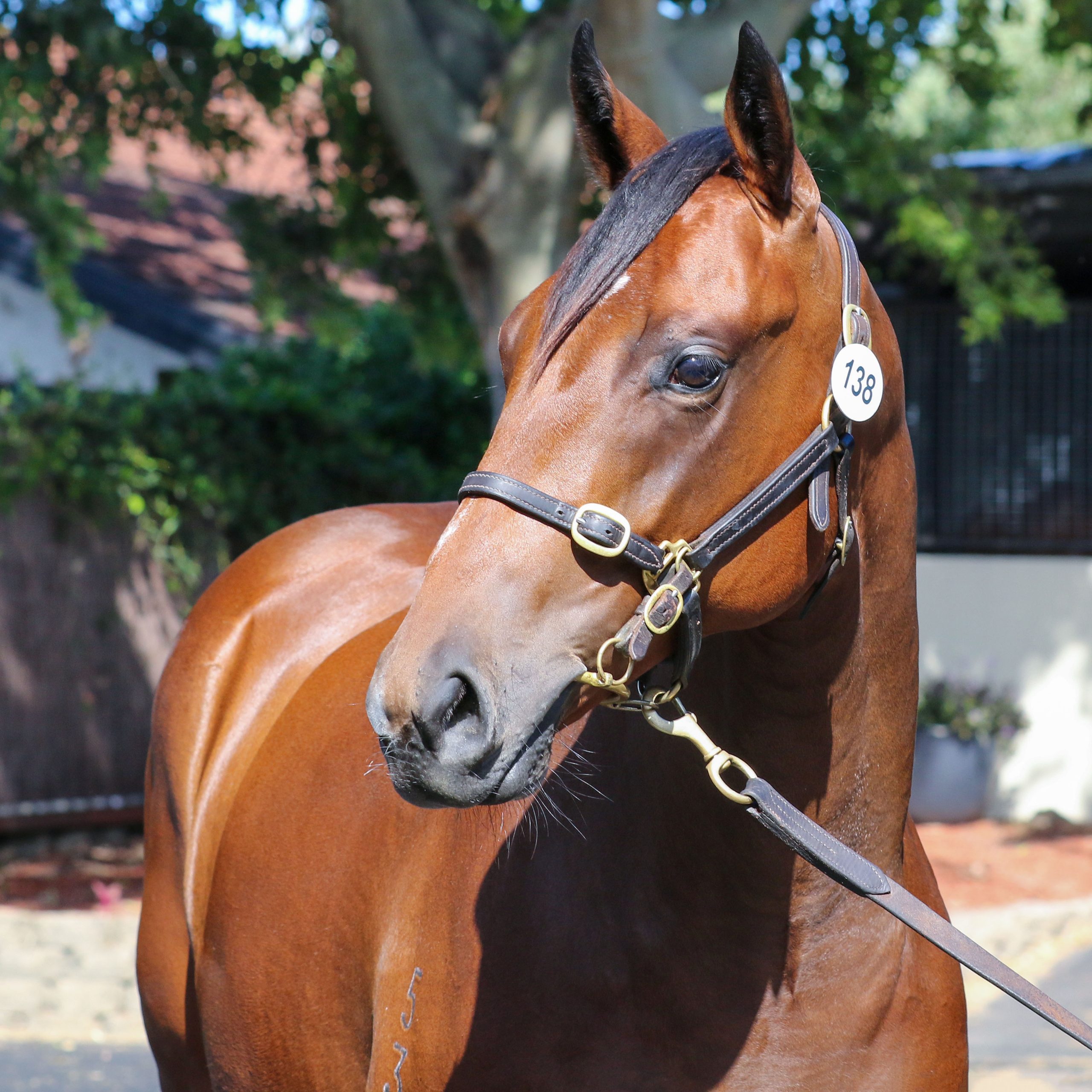 Snitzel x All That Jazz Sales Pic Headshot