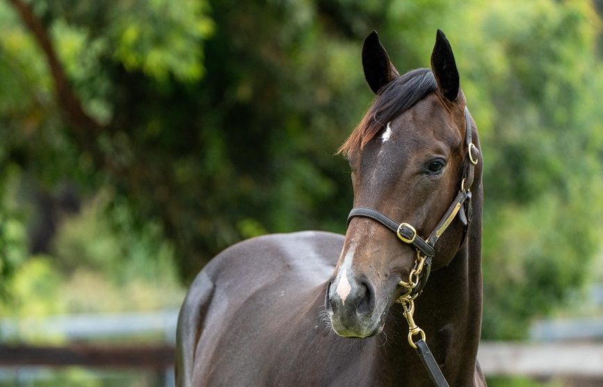 Hellbent x Glasgow Grey 23 Colt