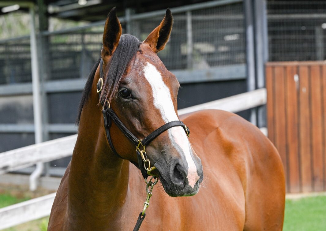 Stay Inside x Oh My Mimi 23 Filly - HS
