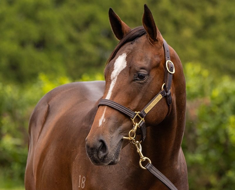 Extreme Warrior x Devout Hero 23 Colt - HS