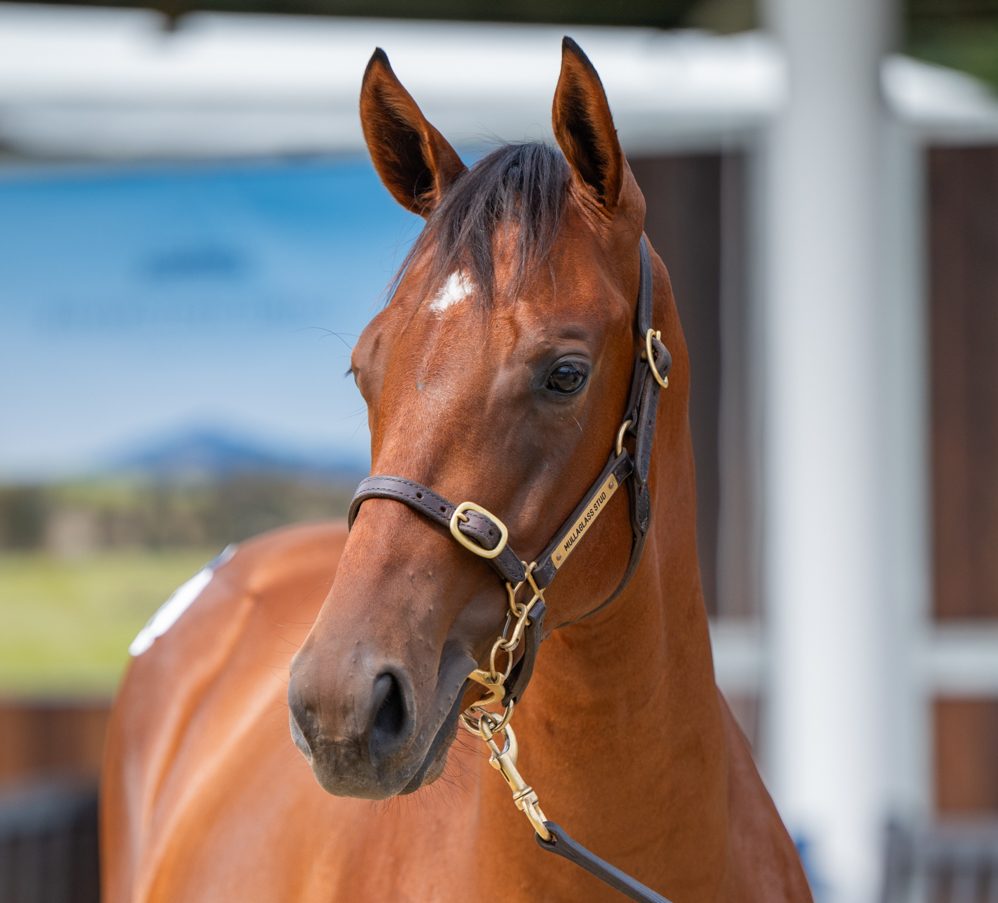 Lot 172-Farnan x Dorotea-4580