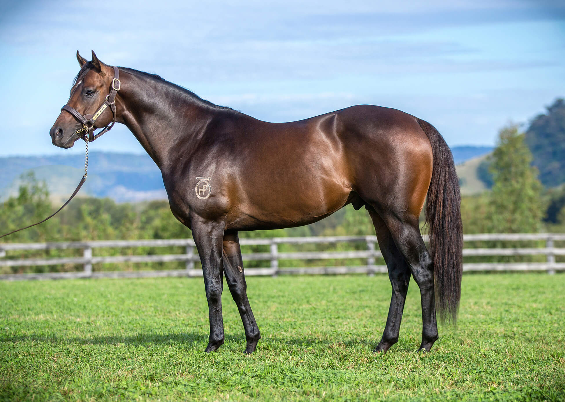 Cosmic Force Stallion
