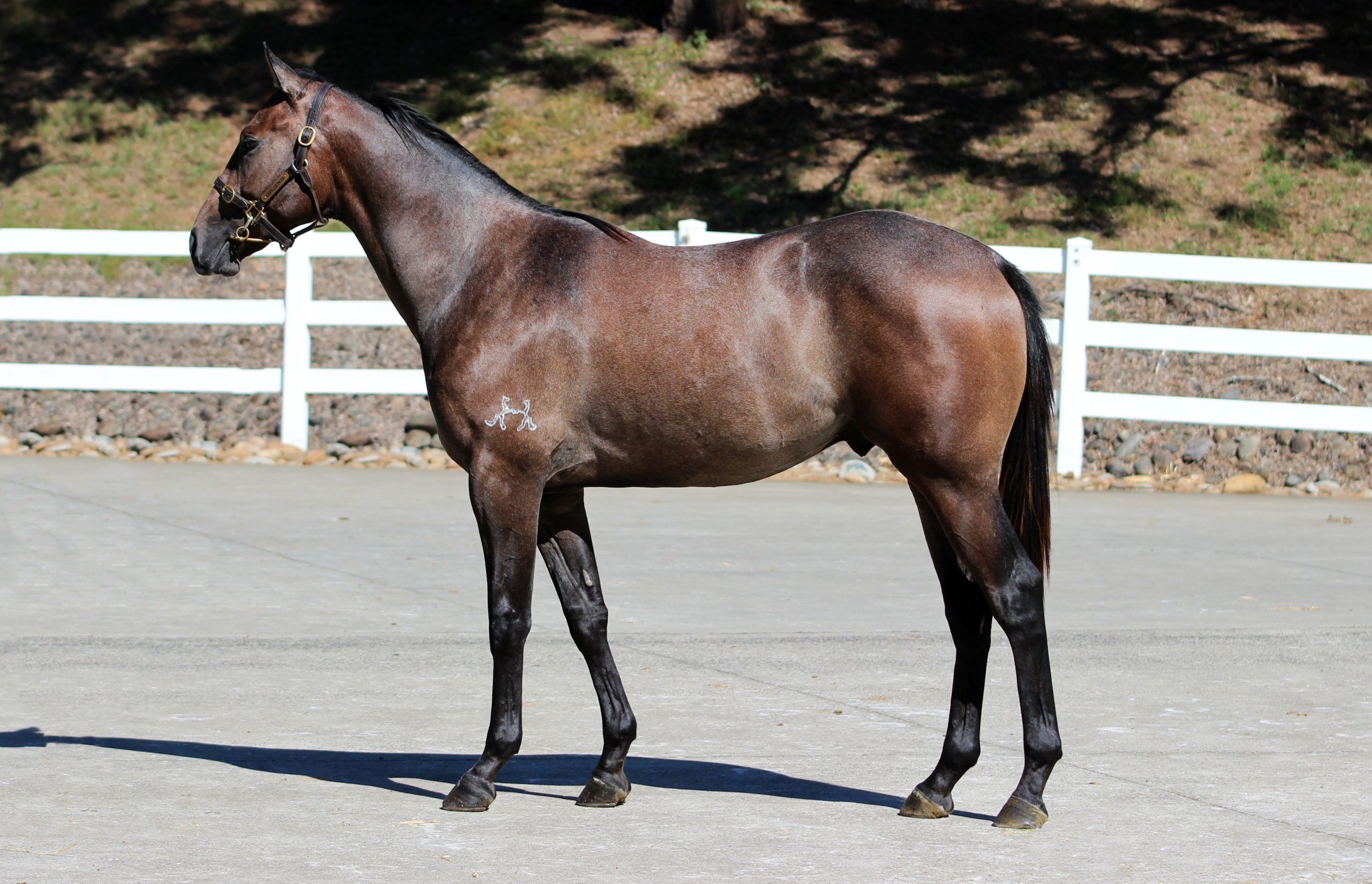 Cosmic Force x Tinai 23 Colt C