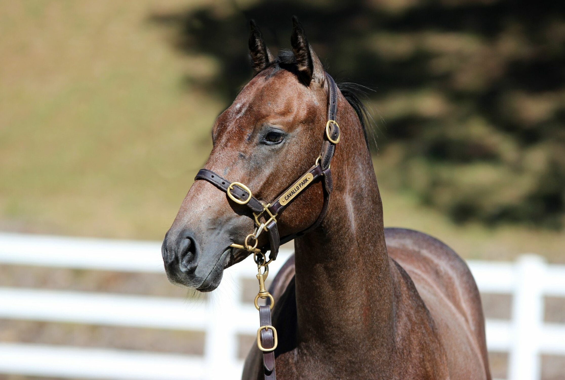 Cosmic Force x Tinai 23 Colt - HS
