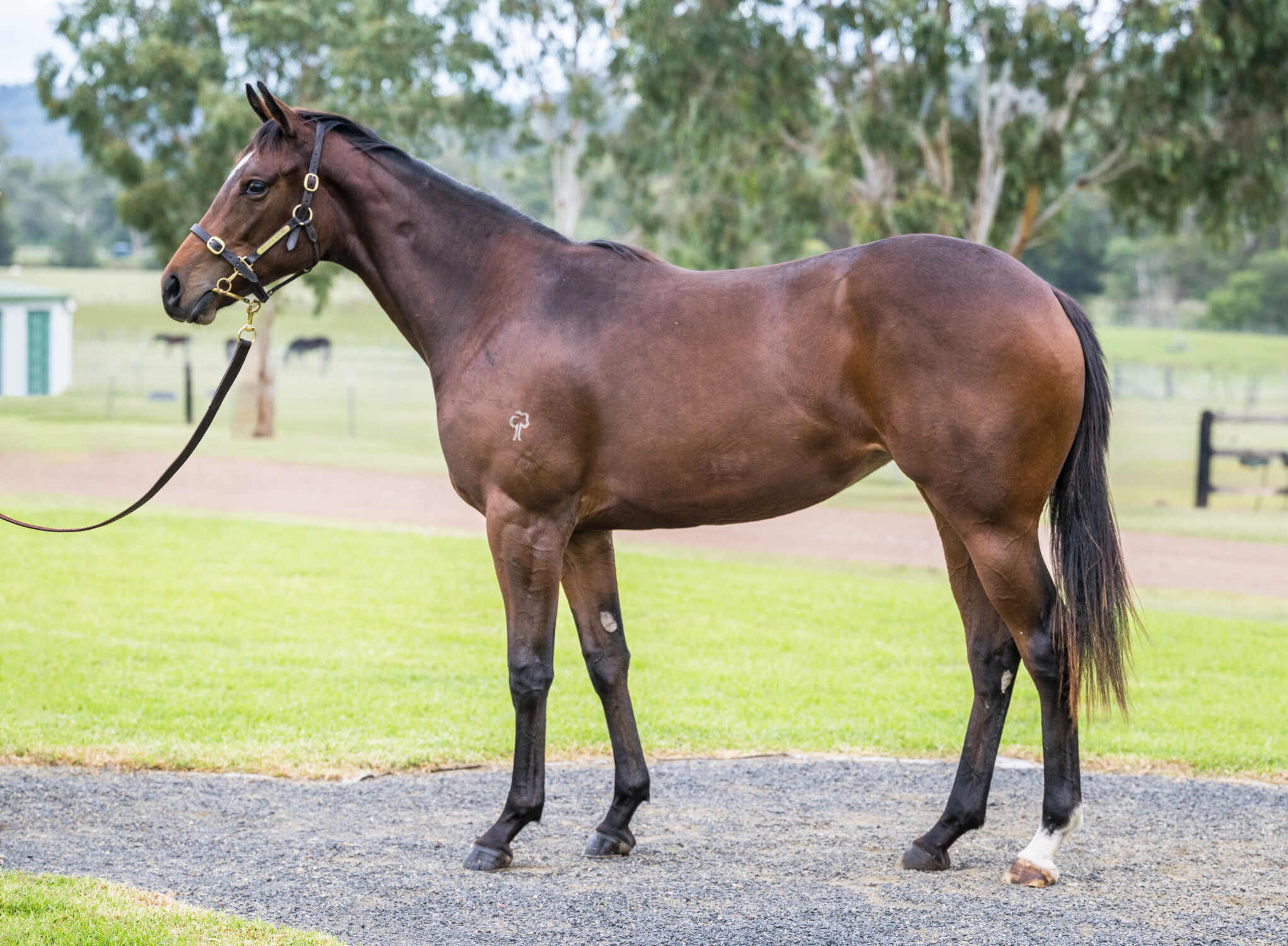 Pierata x Carajillo 23 Filly- BS