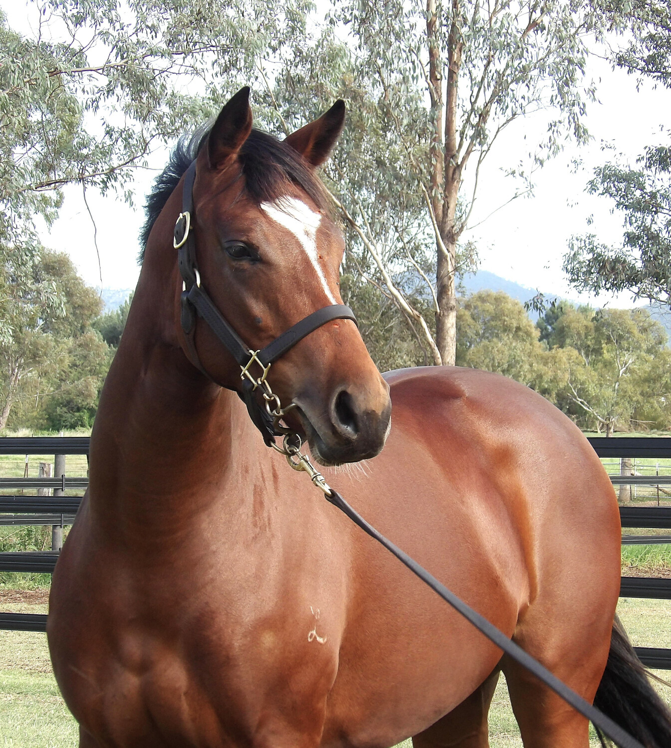 Russian Revolution x Chillaxing 23 Filly - HS