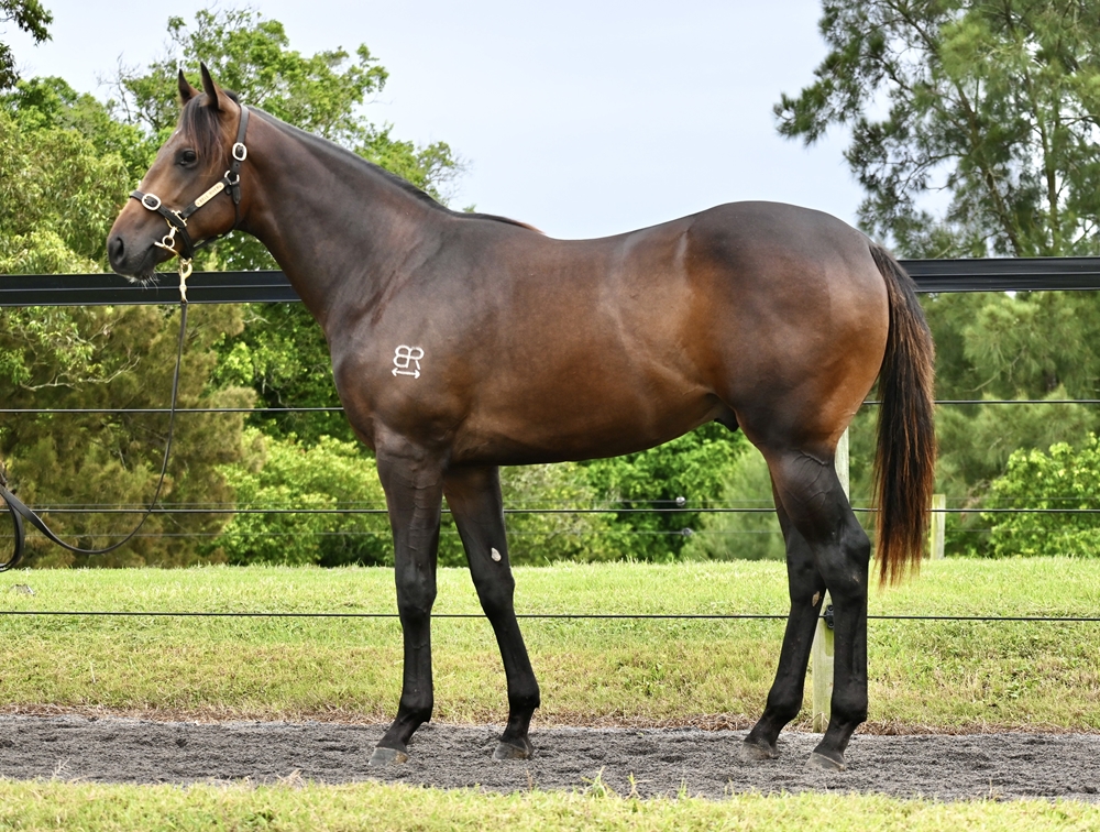 Wild Ruler x Covert Miss 23 Colt - BS