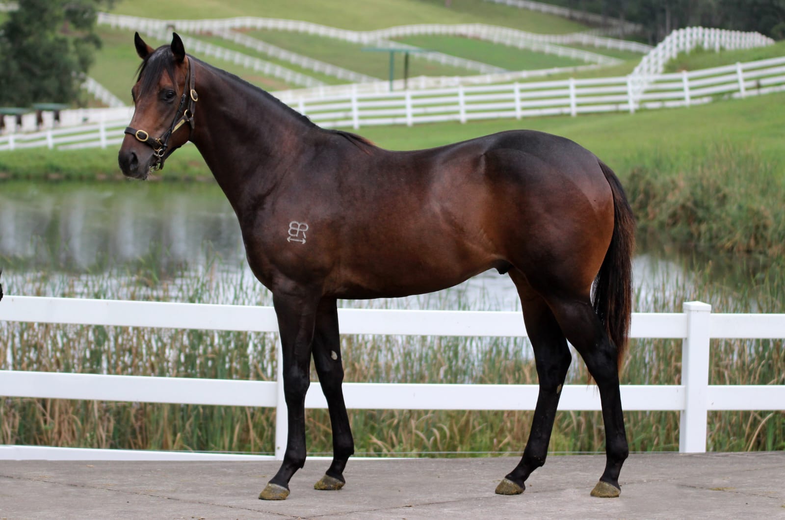 Wild Ruler x Covert Miss 23 Colt - C