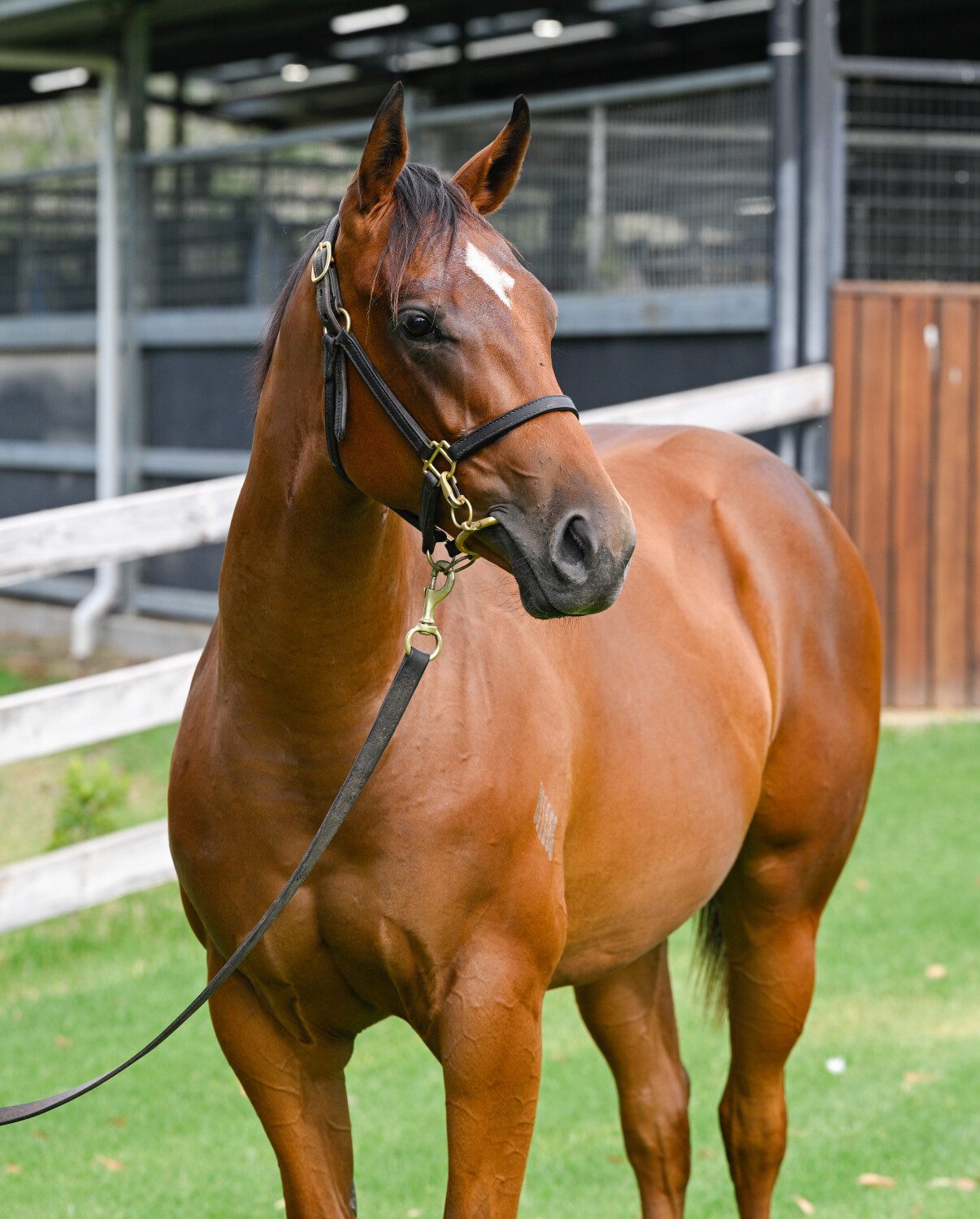 Home Affairs x Aaralyn 23 Filly - HS