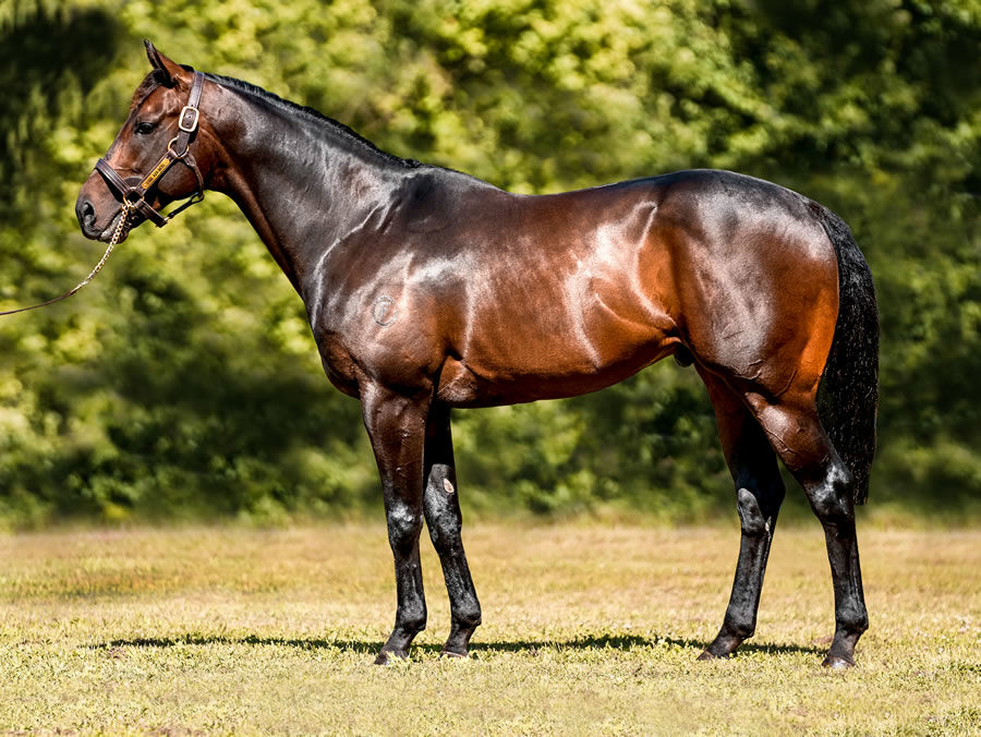 Cool Aza Beel stallion