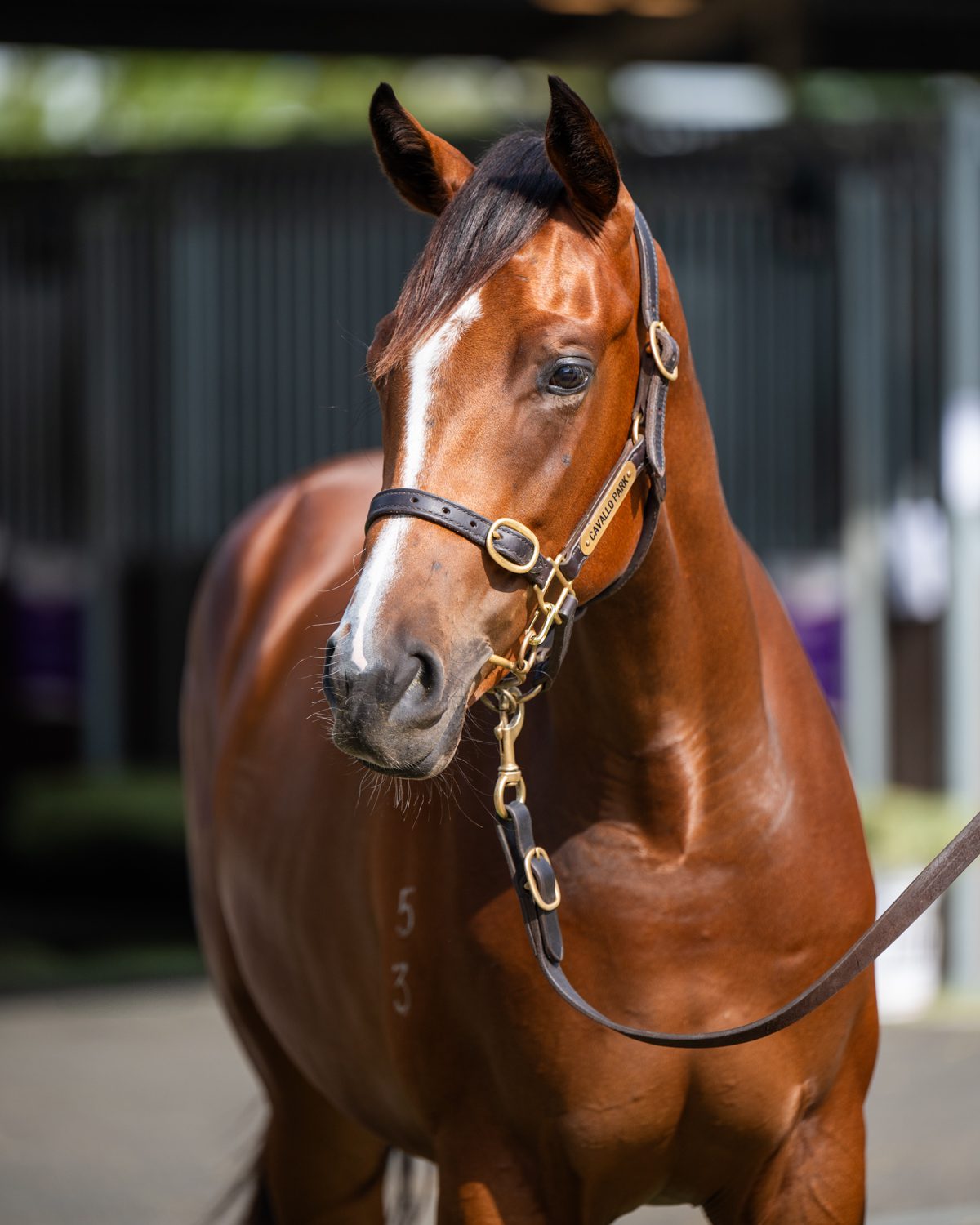 Lot 194-Dundeel x Epitomise-4710