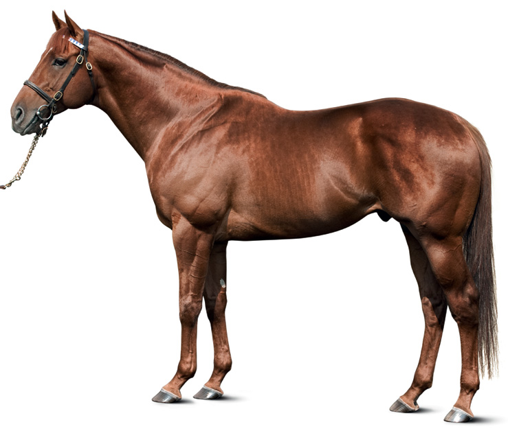 STREET-BOSS-stallion