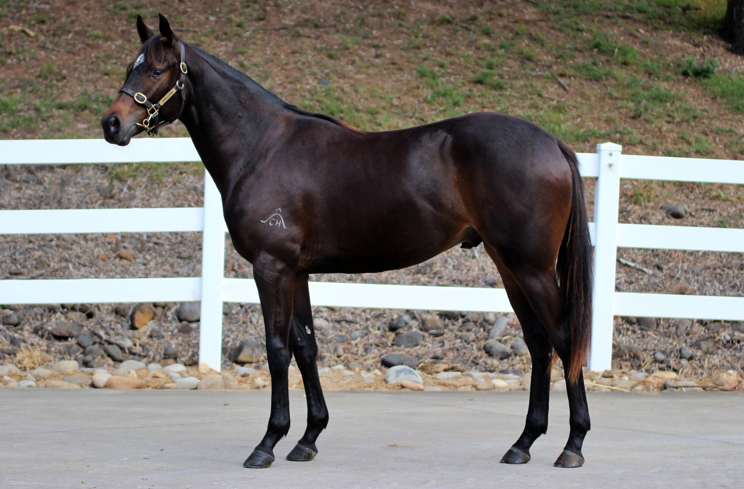 So You Think x Saturday Affair 23 Colt C