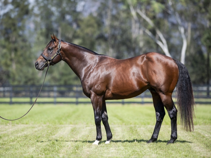 Zousain Stallion
