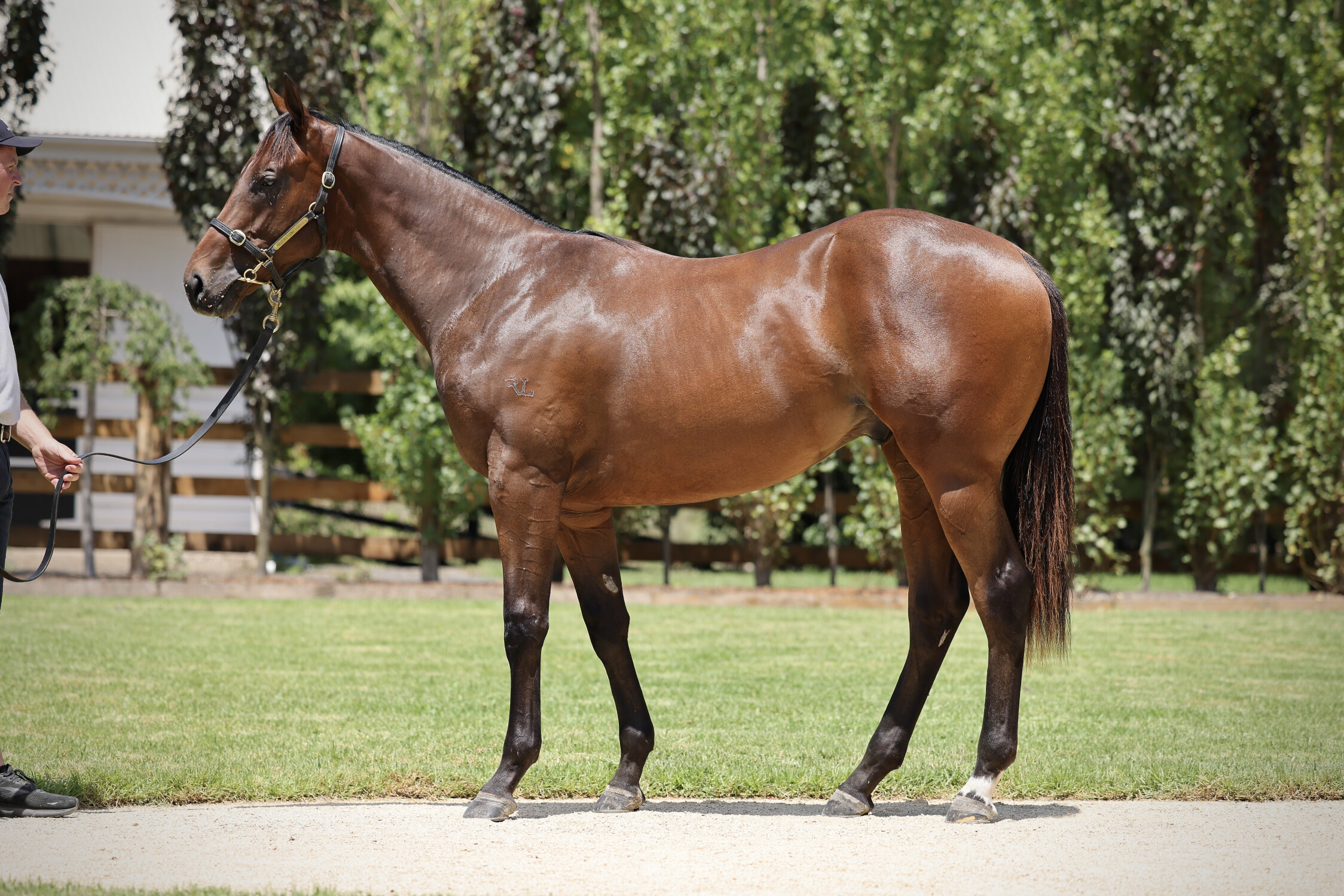 Zousain x Erin's Element 23 Colt - BS