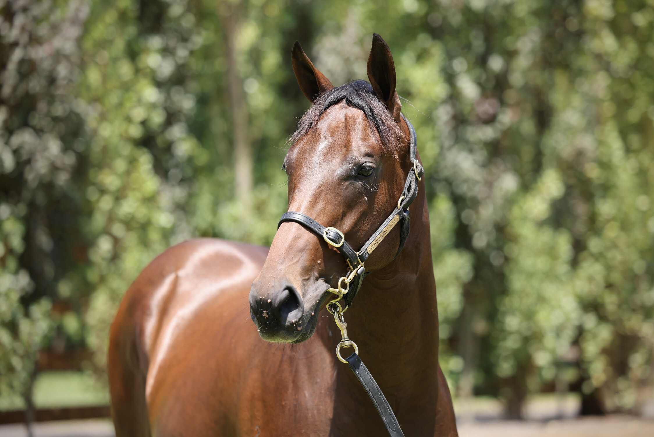 Zousain x Erin's Element 23 Colt - HS