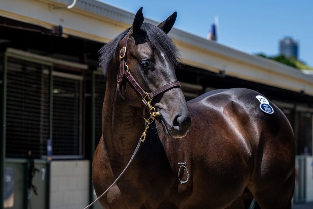 Brave Smash x Double Dee 24 Colt - HS