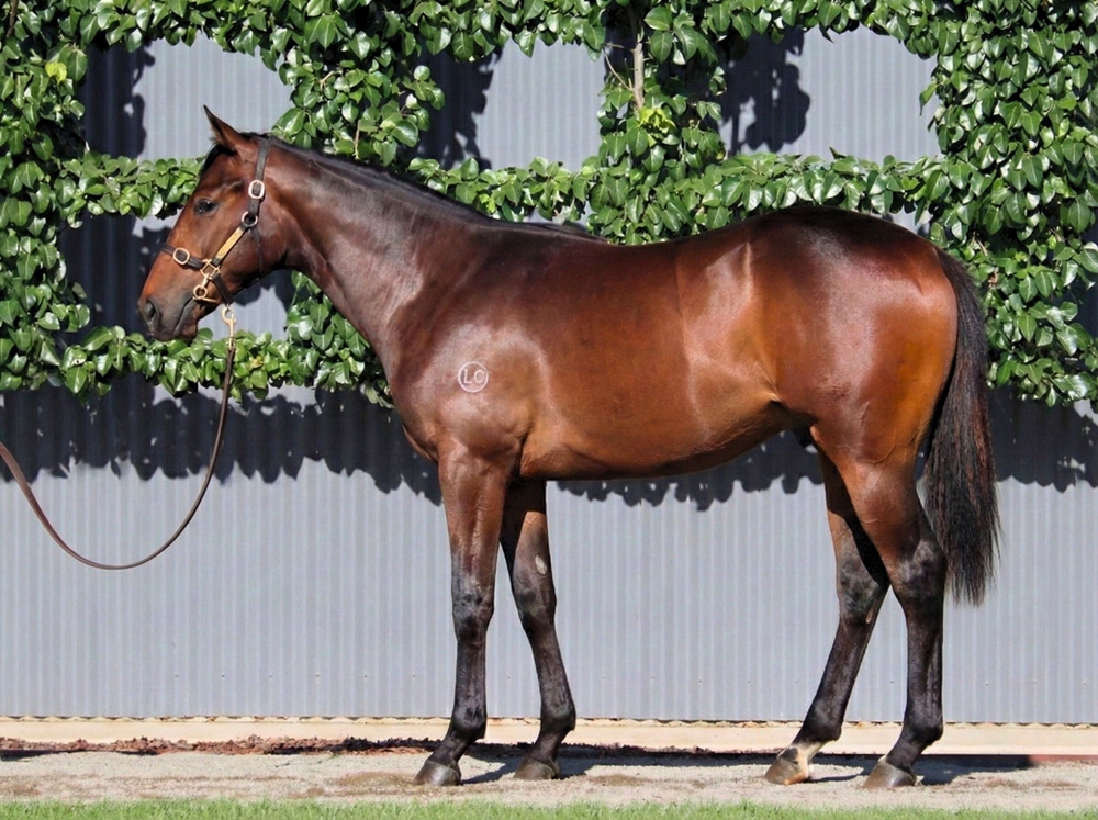 Capitalist x Air To Air 24 Colt - BS MM