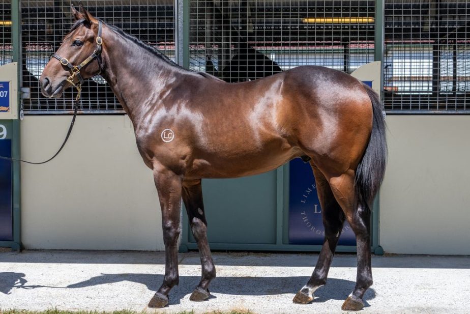 Capitalist x Air To Air 24 Colt - BS