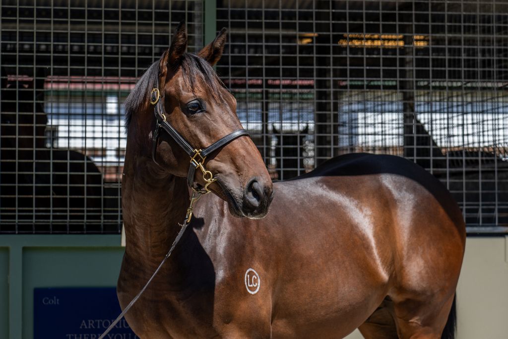 Capitalist x Air To Air 24 Colt - HS