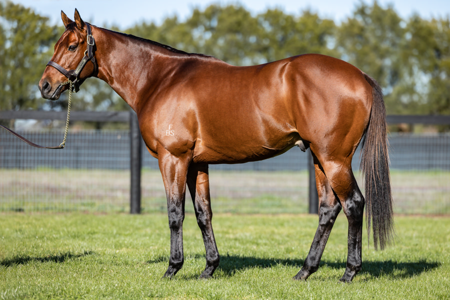 Fierce Impact Stallion