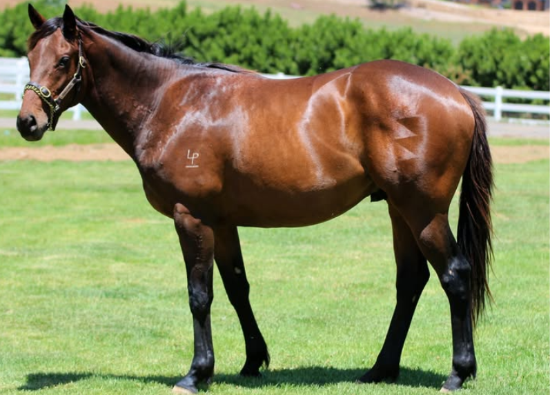 Fierce Impact x Stockist 23 Gelding