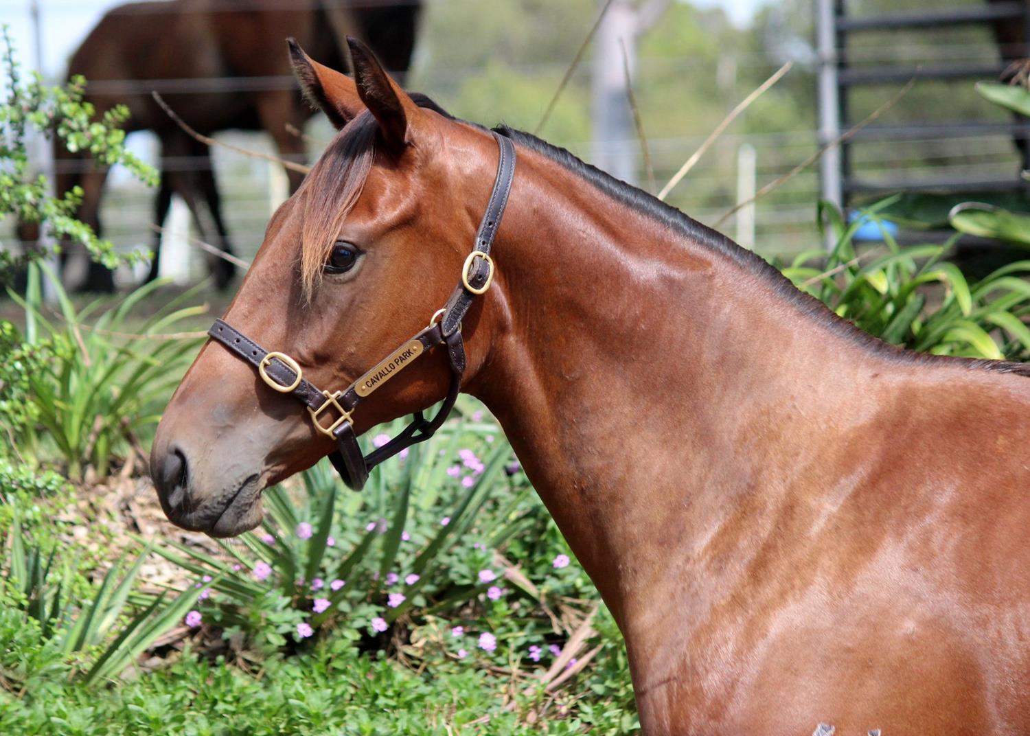 Pride Of Dubai x Snow Flakes 23 Filly HS