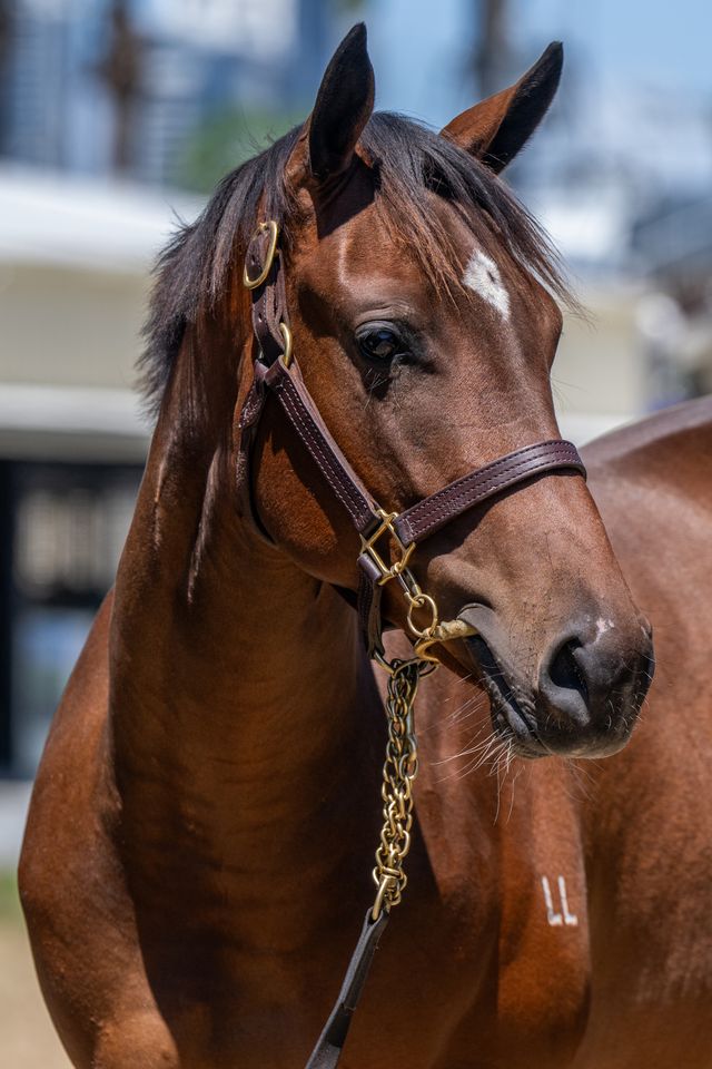 Toronado x Crystal Rock 24 Filly - HS