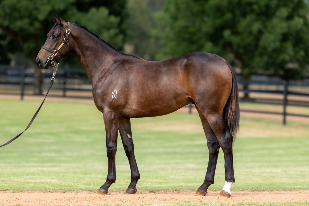 Zoustar x Dulverton 24 Colt - BS MM
