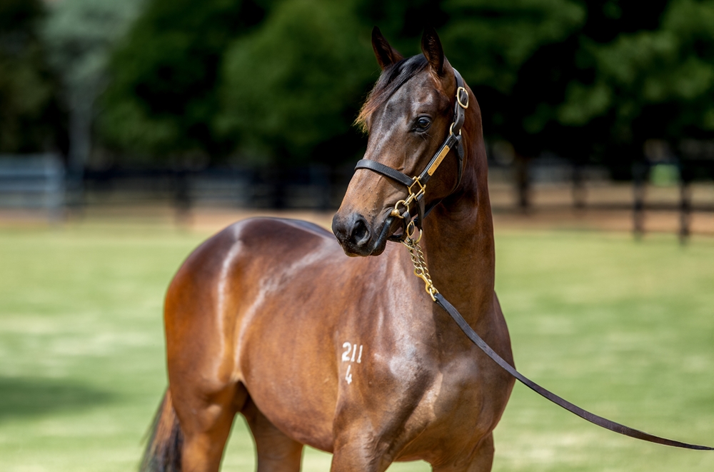 Zoustar x Dulverton 24 Colt - HS MM