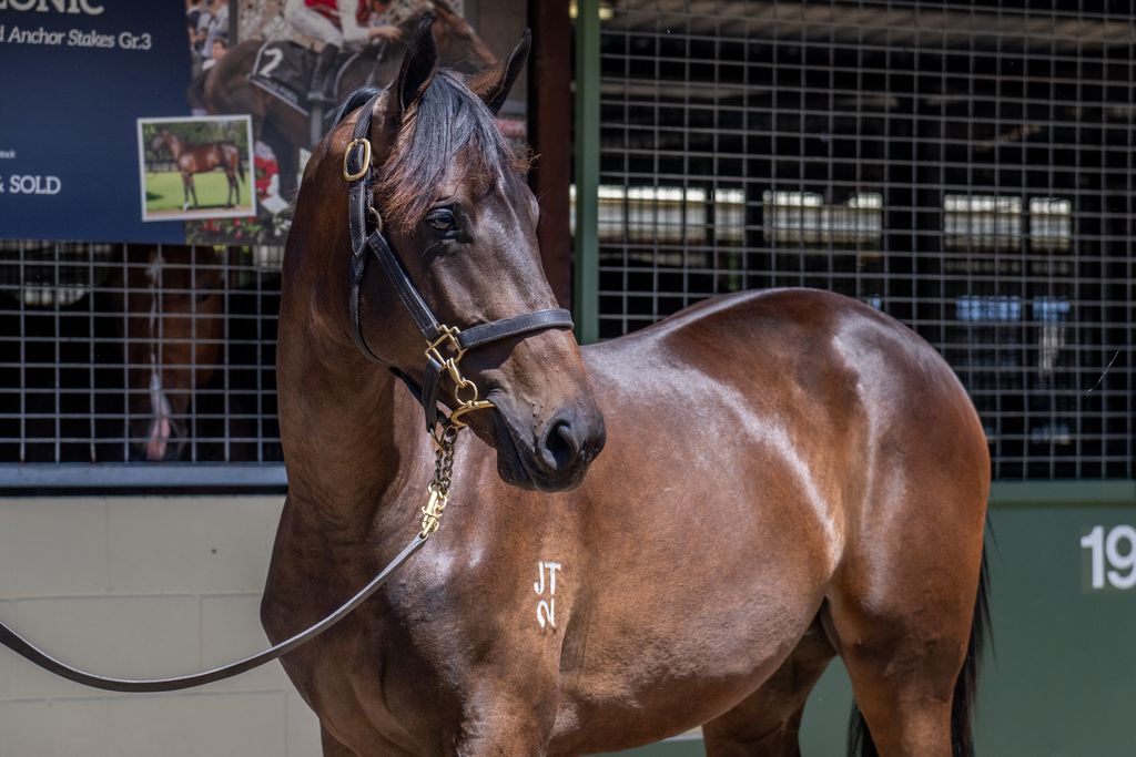 Zoustar x Dulverton 24 Colt - HS