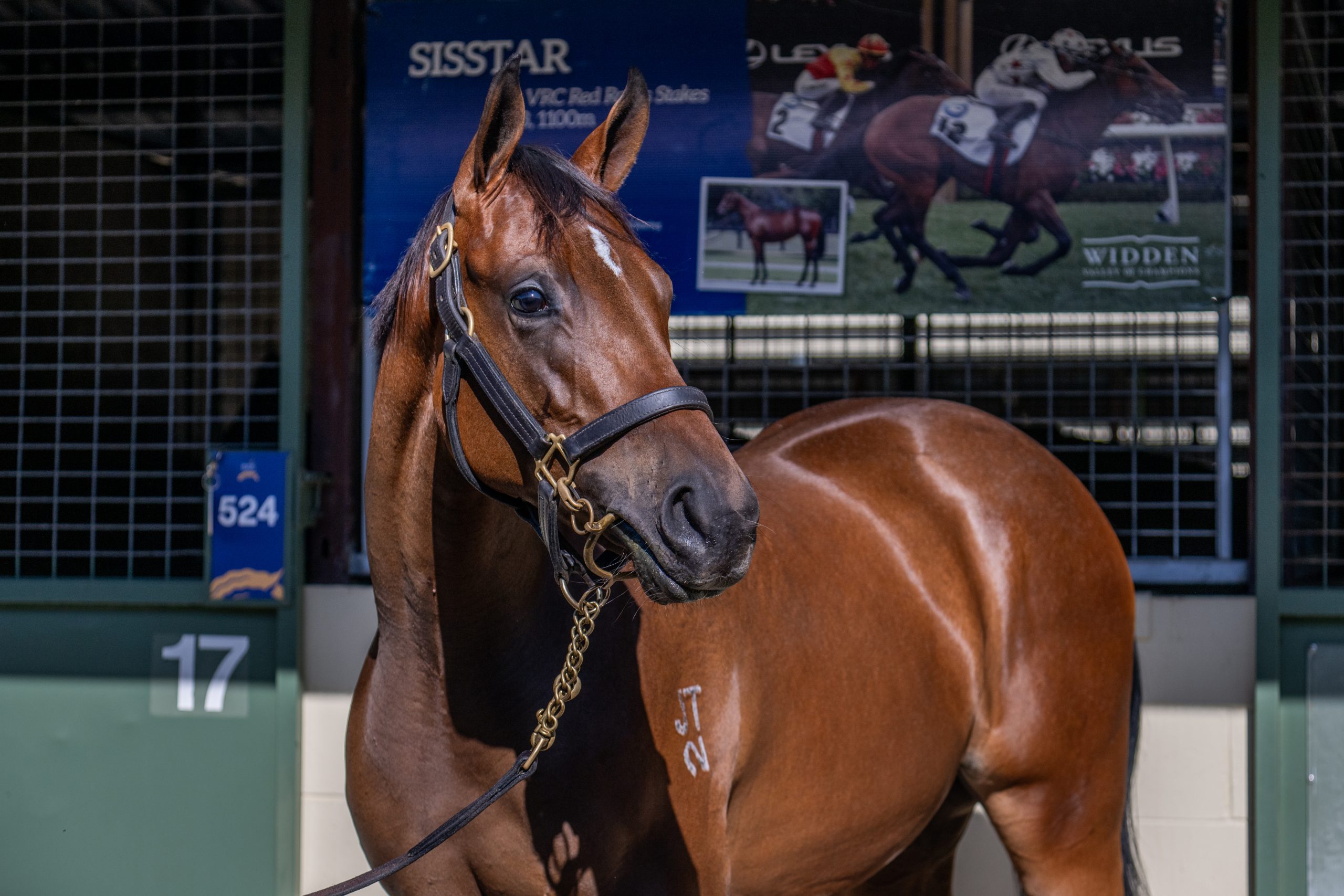 Zoustar x She's So High 24 Filly - HS