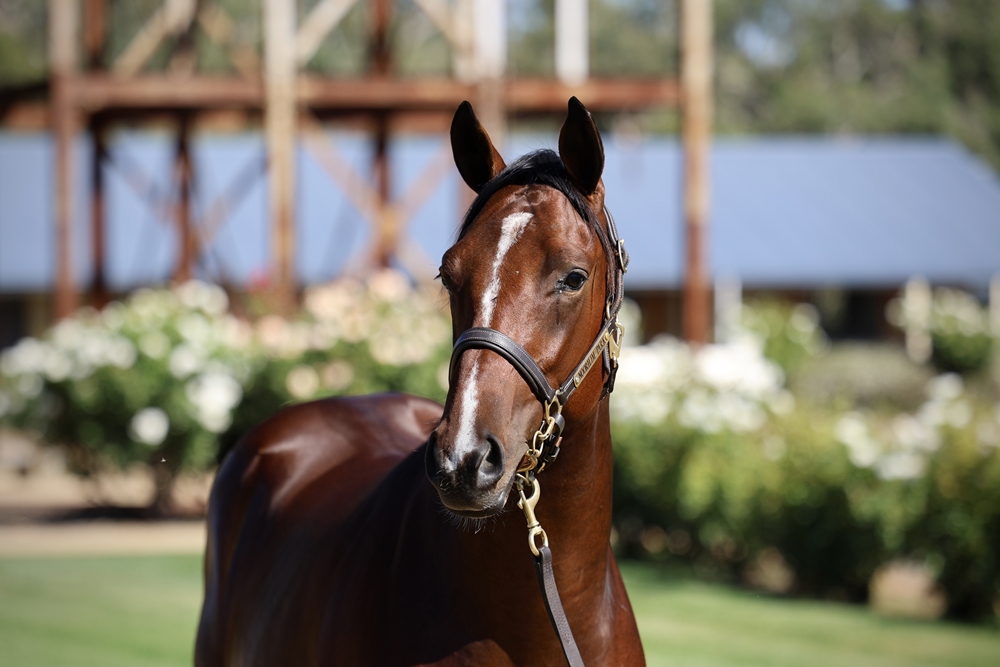 Alabama Express x Trusteed 24 Colt BS