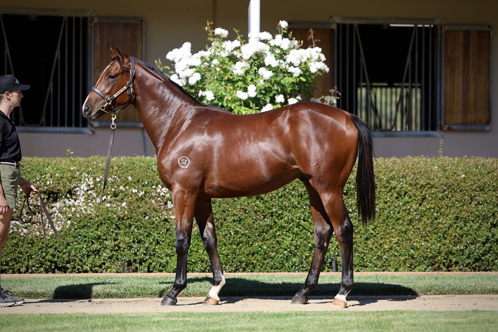 Alabama Express x Trusteed 24 Colt C