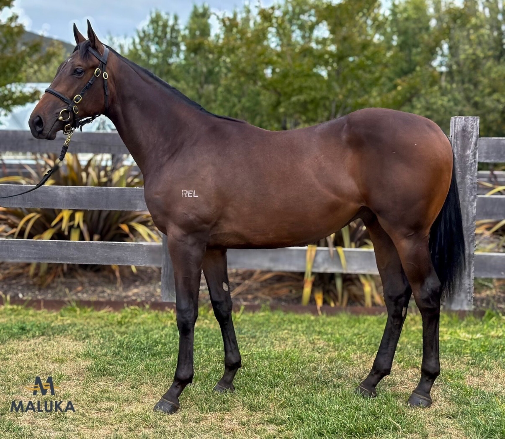 Ghaiyyath x S'Il Te Plait 24 Colt